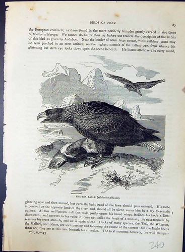 Old sea eagle - eagle, haliaetoes