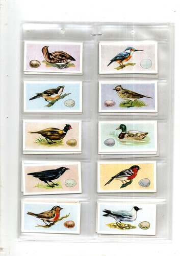 Birds their eggs full - birds,