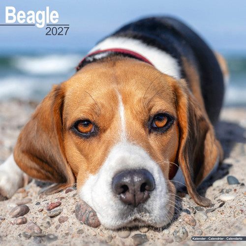 Beagle 2027 calendar dog - beagle, |