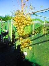 9ft-10ft inc. pot 25litre LARGE JAPANESE MAPLE Acer palmatum BiHo