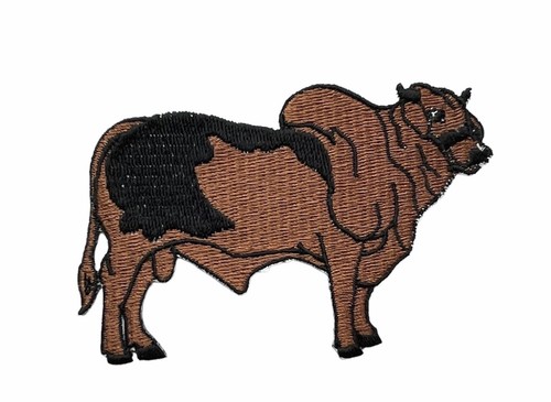 Brahma bull brown black - brahma,