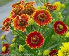 HELENIUM AUTUMNALE SEEDS - PERENNIAL  MIX HYBRIDS FOR AUTUMN COLOUR FLOWERS 