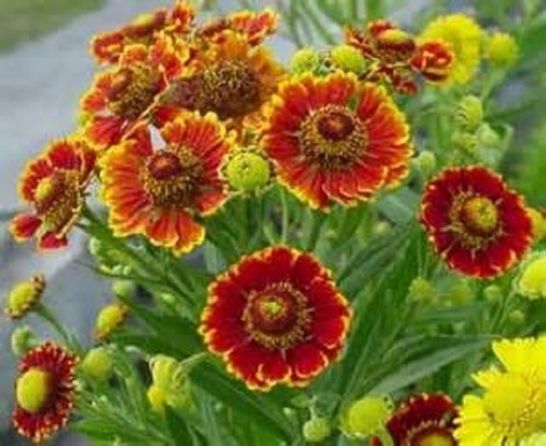 Helenium autumnale seeds - seeds,