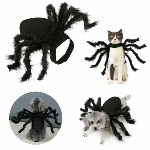 Halloween pet black - pet, spider
