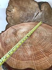 21"- 23"  Rustic Log slice