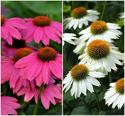 Echinacea pink and - and, mix