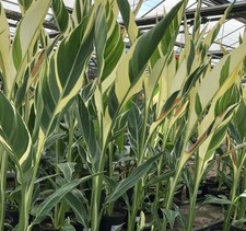 Canna Stuttgart Garden Plant