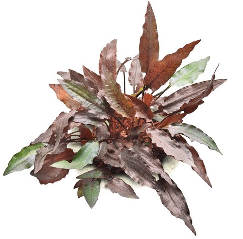 Cryptocoryne beckettii live - cryptocoryne,