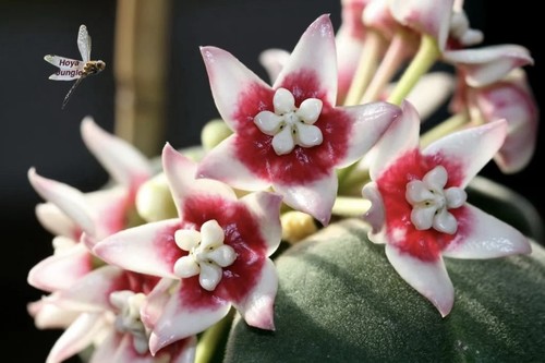 Hoya calycina stargazer fresh - hoya,