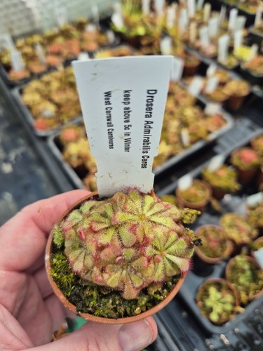Drosera admirabilis ceres - admirabilis,