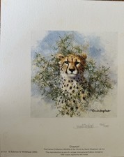 Cheetah - The Cameo Collection