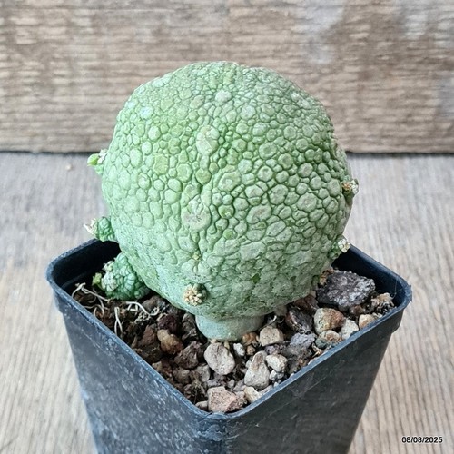 D5787 pseudolithos migiurtinus - d5787,