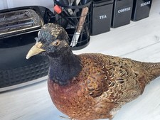 Vintage Taxidermy Pheasant
