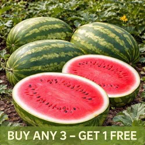 Vegetable watermelon seeds - watermelon,