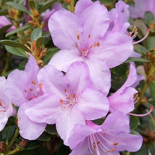 Rhododendron snipe - rhododendron, 'snipe'