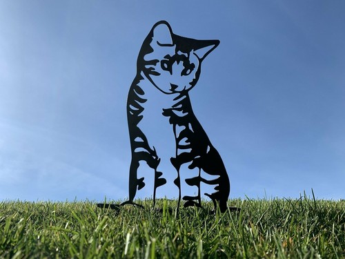 Rusty tabby cat - tabby,