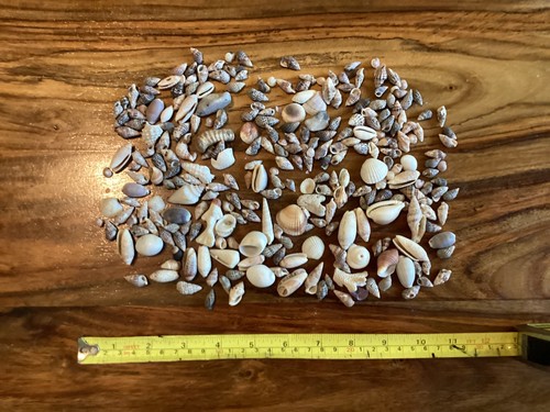 Collection small sea shells - small,