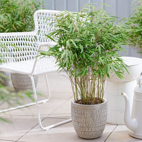 Bamboo cane plant fargesia - bamboo,