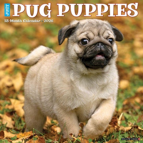 Pug puppies 2026 - pug, x