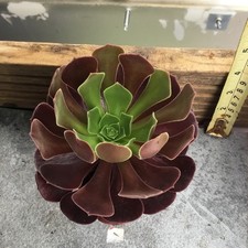 Aeonium black Rose single head poted plant.