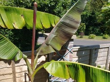 Banana Plant Rare Red Musa