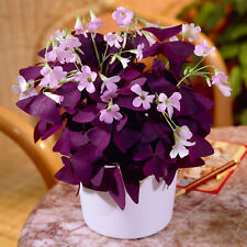 Oxalis False Shamrock Rare Indoor Houseplant Vibrant Purple Shamrock Foliage
