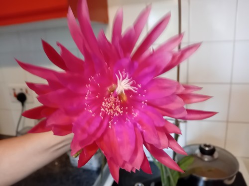 Epiphyllum kiwi whisper - epiphyllum,