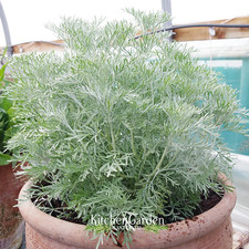 Artemisia absinthium/ Wormwood/ Medicinal Strain Absinthe Herb X3 Plug Plants!