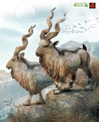 Tadjik markhor goat antelope - goat,