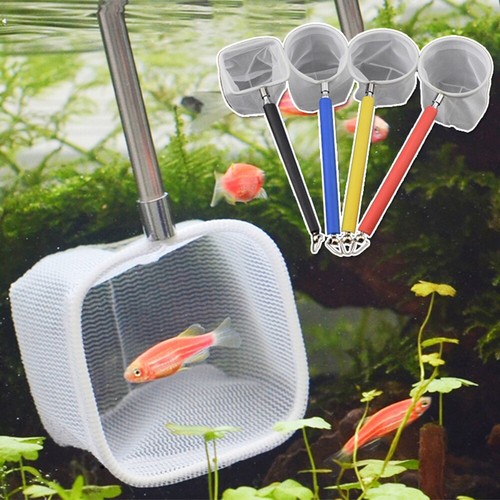 Scoop shrimp catching - catching, fishnet