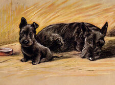 SCOTTISH TERRIER CHARMING