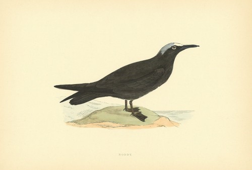 Noddy morris british birds - noddy.,
