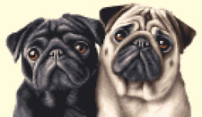 BLACK + FAWN PUGS dog, puppy -