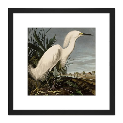 Audubon birds snowy heron - audubon,