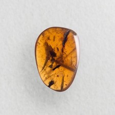 Burmese / Burmite amber fossil