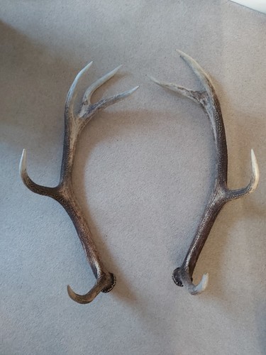 Large red stag - stag, antlers