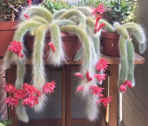 Hildewinteria colademoninis - hildewinteria,