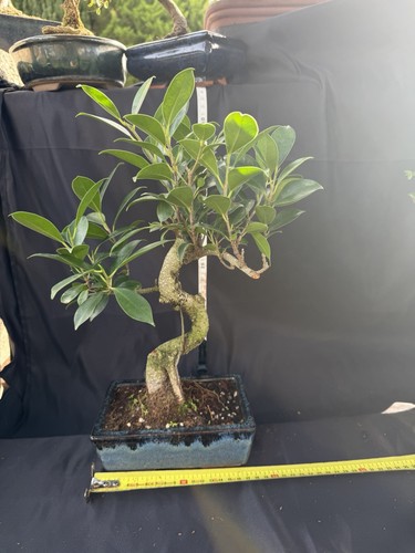 Ficus bonsai tree potted - tree,