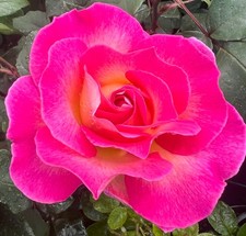 Rosa 'Pink Paradise' Delbard Rose - Fragrant Deep Pink Scallop Blooms -Bare root