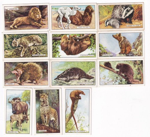 Vintage wildlife cards - wildlife,