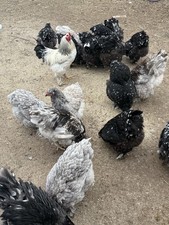 Brahma hatching eggs chicken - brahma,
