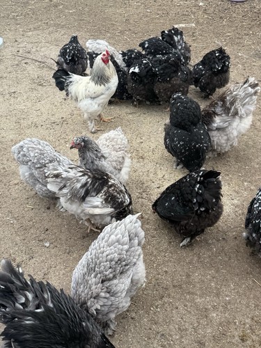 Brahma hatching eggs - brahma,