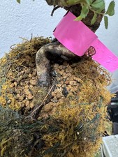 Miniature Chinese Rose (Thumb