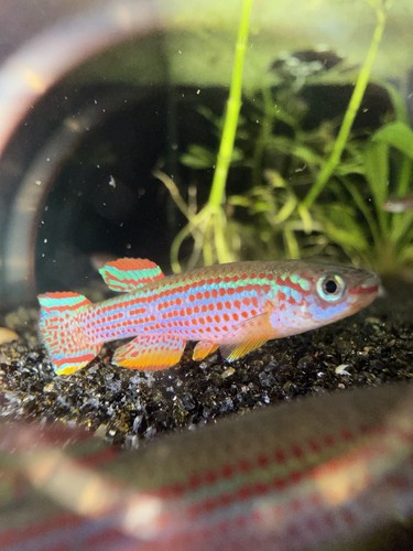 Aphyosemion striatum lambarene - aphyosemion,