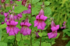 CHINESE FOXGLOVE LONG