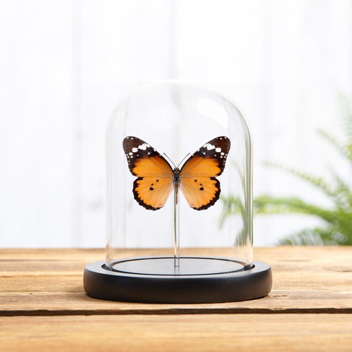 African queen butterfly - queen,