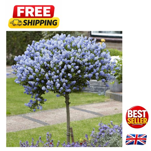 Fragrant californian lilac - fragrant,