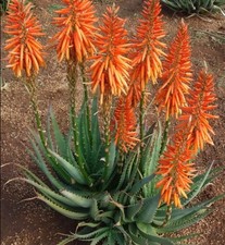 Aloe 'Safari Sunrise' succulent plant. Stunning new variety, rarely seen !
