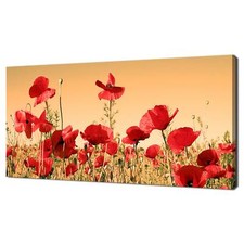 Red poppy flowers - flowers, field