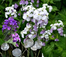 100 seeds Honesty Lunaria